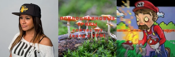 прущие грибы Михайлов
